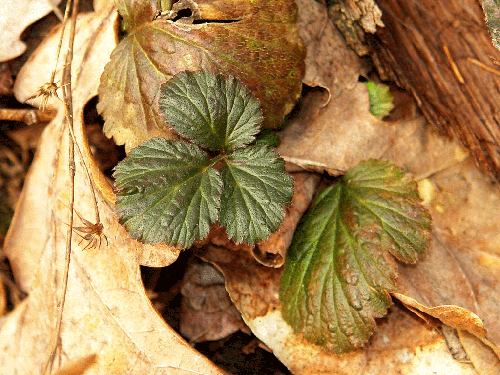 Foto dor nesfarsit de verde (c) Petru Goja